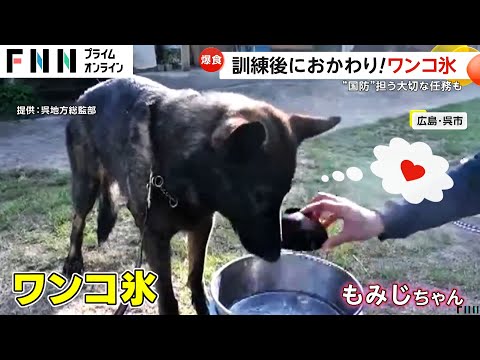 海上自衛隊の“犬の隊員”がわんこそばのように氷バリバリ…重要防護施設の警備犬で体温下げるため氷を　広島・呉地方総監部