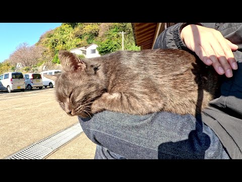 観光客の待合室を占拠して、人間に奉仕をさせる猫達