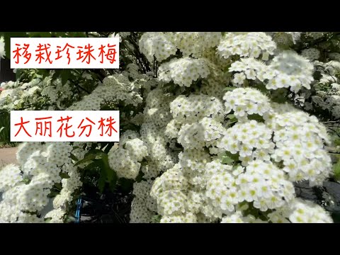 今日园艺：移栽绣线菊，大丽花分株，兼谈花园的色彩……