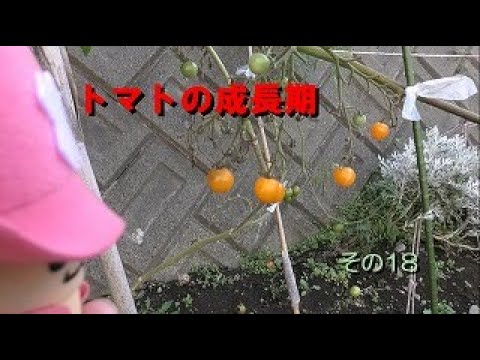 トマトの成長期（第20週目）