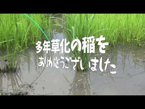 【超簡単‼︎お米の自給スタイル】多年草化した稲の見学/多年草化させるコツとは？