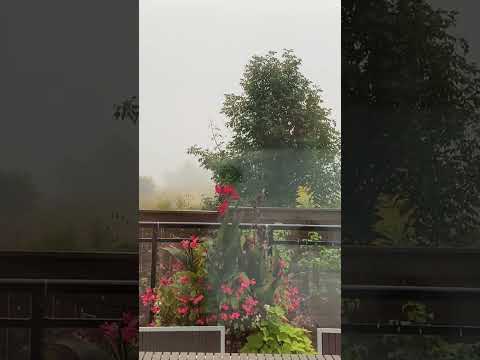 Foggy Morning #foggy #foggyweather #shortvideo