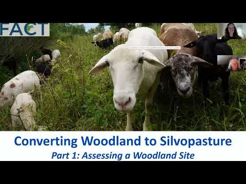 Woodland Conversion to Silvopasture Part 1: Assessing a Woods for Silvopasture