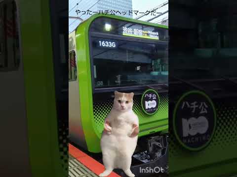 猫ミーム生活①電車撮影