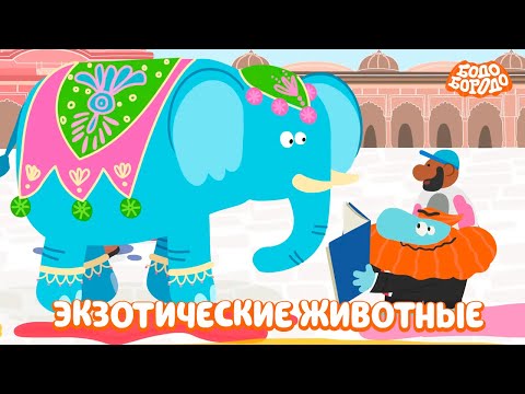 Самые экзотические животные - Бодо Бородо | мультфильмы для детей 0+