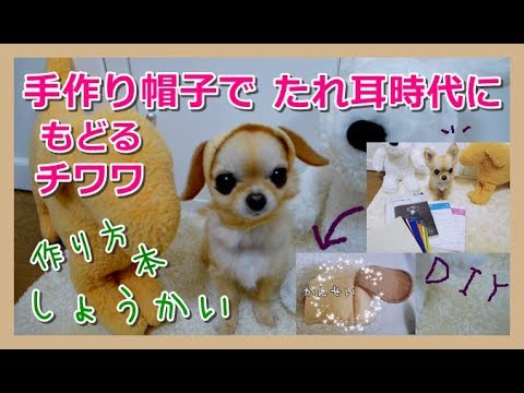 手作り帽子でたれ耳時代に戻るチワワ🐶犬服型紙本紹介📕作り方～Chihuahua backs to the ears dropped by handmade hat 📗How to make