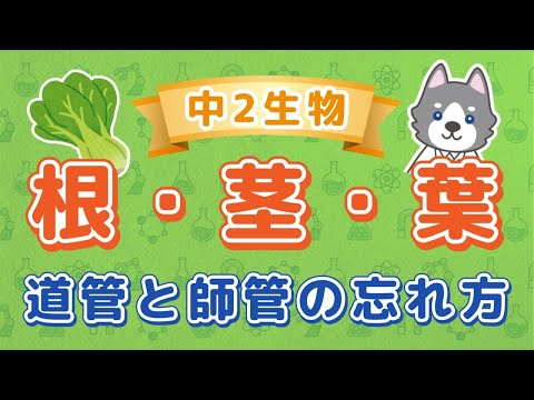 中2理科『根・茎・葉のつくり』