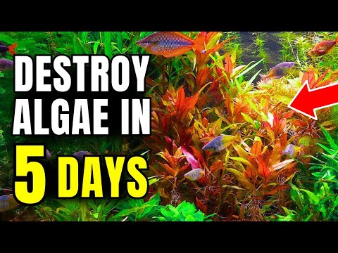 10 Tricks For An Algae FREE Aquarium In 5 Days