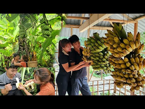 Harvest ripe bananas and bring them to the country market to sell. / Linh's Life