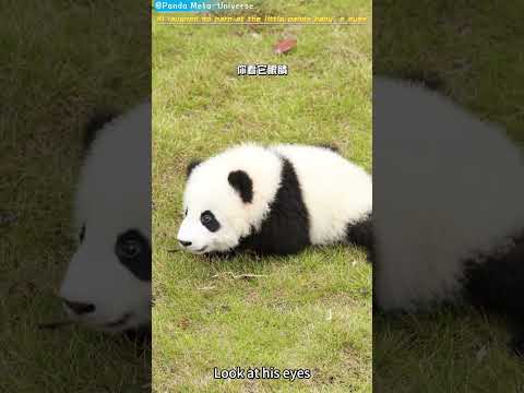 被熊猫宝宝这个小眼神笑死了 I laughed so hard at the little panda baby’s eyes #panda #cute #funny #giantpanda