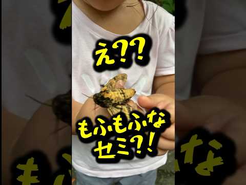 【音量注意】警戒して鳴き続ける○○？？？　 #虫取り #虫 #蛾 #セミ#insects #クロメンガタスズメ