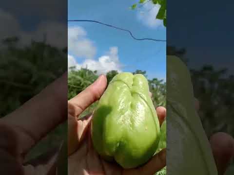 Harvesting sayote #harvesting #picking #vegetables #province