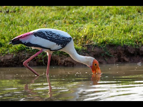 Storks: 12 Species, with scientific names, facts and Bird Sounds - Cigüeñas