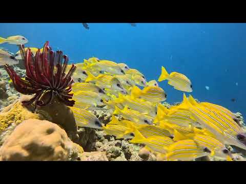 Dhigali Maldives snorkeling - Go Pro 2023