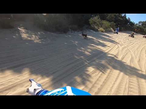 Deer Sighting in the Florence Dunes! 🦌