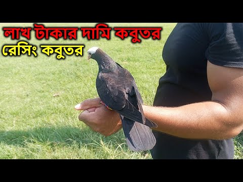 লাখ টাকার দামি কবুতর | রেসিং কবুতর | পোষ মানানো কবুতর | শিকারি পাখি