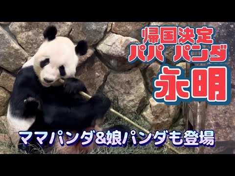 【パンダづくし】パンダ永明 アドベンチャーワールド Adventure World Panda Eimei &others