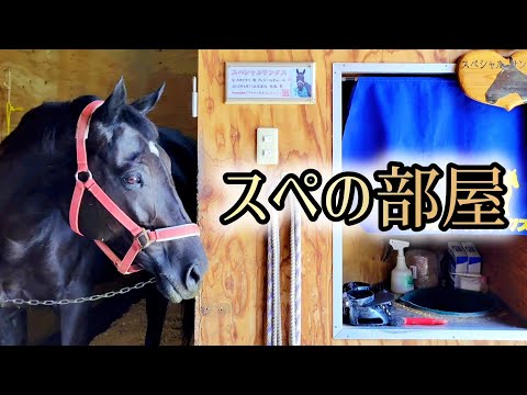 【第1回】スペの部屋【お悩み相談】