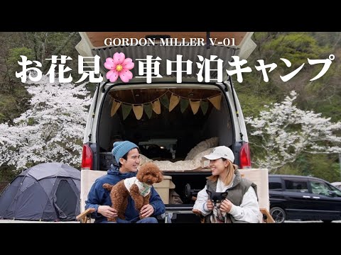 [Cherry blossoms in full bloom] 1 night and 2 days car camping for couples to feel spring 🌸