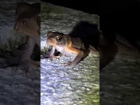 Little Cute Taiwan Common Toad! 可愛的小盤古蟾蜍! #toad #wildlife #nature