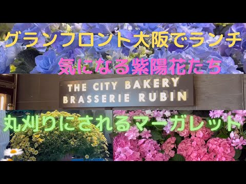 【ブラッスリールービン】グランフロント大阪でランチ＆紫陽花＆マーガレット散髪