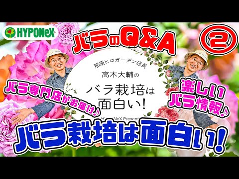 大好評♪【バラのQ&A】バラのお悩み解決ｯ!🌹バラ栽培の疑問!?にお答えします!②🌹バラ専門店店長・高木大輔さん