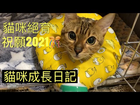 絕育｜貓咪絕育｜HANA的生活紀錄｜貓咪成長日記EP18