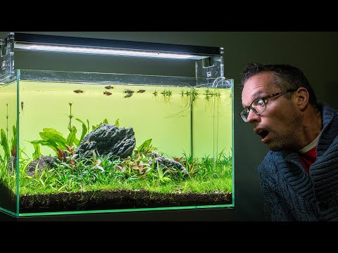 SHOCKING IWAGUMI AQUASCAPE - NO ALGAE!!