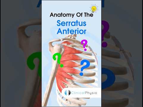 Serratus Anterior Anatomy #physiotherapy #physicaltherapy #serratusanterior #anatomy