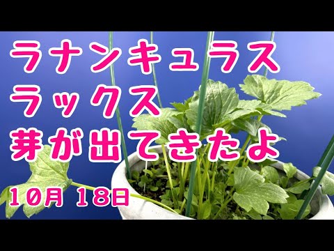 #ラナンキュラス　#ラックス　芽が出始めました　10月の管理　2024年10月18日