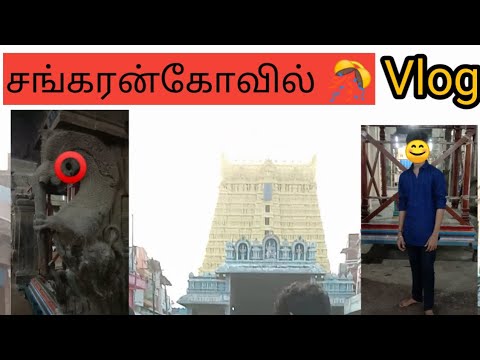 சங்கரன்கோவில் 🎊 Pongal celebration 😊 | vlog | #pongal #kovil #vlogs #simplyreact #shorts