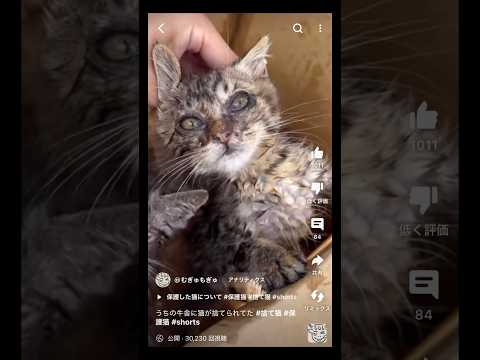 あの猫の現在 #保護猫 #迷い猫 #愛猫