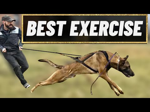 The BEST Way To EXERCISE YOUR DOG Safely & Quickly!