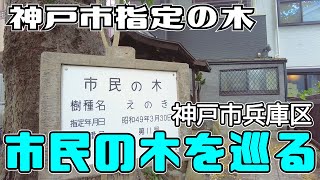 ぶらり #125 【神戸市兵庫区】 市民の木