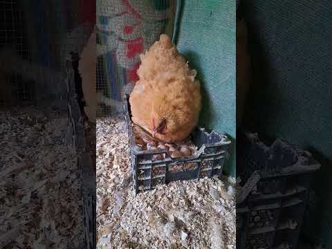 Broody Hen Sitting On eggs for the first time|#fjfarms #breeding #broodyhen #heritagechicken #viral