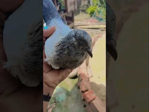 Rampuri pigeon baby 🕊️ #kabutar#pigeon#shorts #trendingshorts#trending #shortvideo#youtube