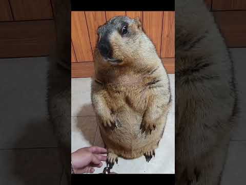 爪切りをされるマーモットの表情が切ない😭 #マーモット #marmot #marmots #marmota #shorts #shortvideo #short