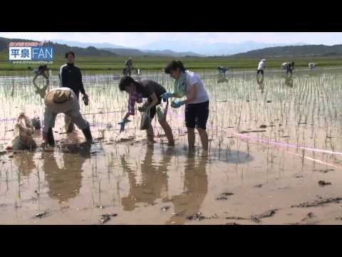 【世界遺産平泉】平泉のススメ #10 〜ライス・アート 今年の絵柄は⁈〜 2015/6/10放送分