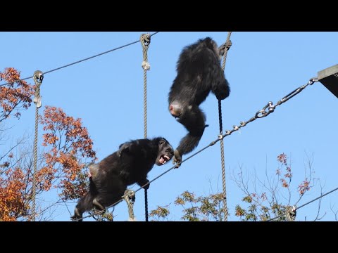 Marina and Momoko fight, Max doesn't move　Tama Zoo Chimpanzee 202412