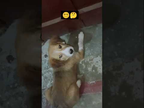 परेशान कुत्ता 🐶| मासूम कुत्ता | #trending #viralvideo #youtubeshorts #shorts #dog