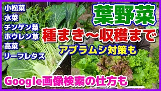 【葉野菜】種まき（定植）～収穫まで／小松菜・水菜・チンゲン菜・ほうれん草・高菜・リーフレタス／アブラムシ対策／トウ立ちするわけ／成長をＵＰさせる「にがり」／かきとり収穫／Google画像検索のやり方