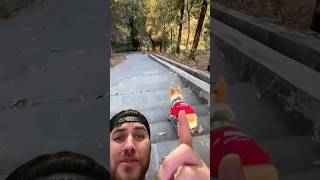 #corgi #petpet #lovepet #cutespets #cute #funny | highheatrichie reacts