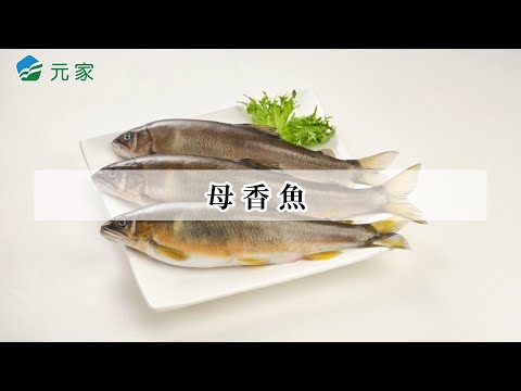 元家《母香魚》 宣傳影片