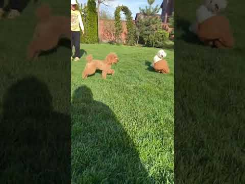 Dogs playing in garden/ cute dog short videos #shorts #dog #puppy