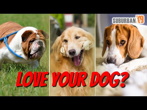 EASY Ways to Kill or Ruin Your Dog!