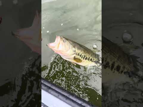 3lb Bass Release #beginnerfishing #bassfishinglife #shorts