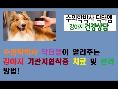 수의학박사 닥터엠이 알려주는 기관지 협착증 치료 및 대처방법