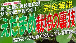 エダマメ栽培の裏技（サヤのつく数が変わる！実がたくさんつくメカニズムを詳しく解説  あっと驚く裏技を伝授！）