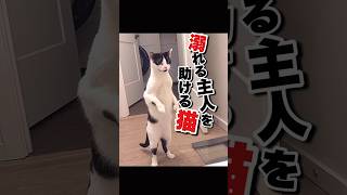 大慌ての猫が可愛すぎる #かわいい動物動画 #おもしろ動物動画 #ねこ