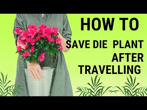 how to save die plant after travelling/मरते हुए प्लांट को कैसे बचे ट्रैवलिंग के बाद/#biggner#tips